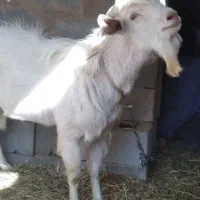 چپش سانن|حیوانات مزرعه|یزد, |دیوار