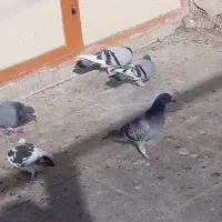 تعداد ۶ کبوتر پلاکی|پرنده|کهریزک, |دیوار