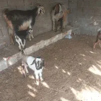 بز دوقلو|حیوانات مزرعه|بهبهان, |دیوار