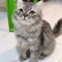 برتیش لانگهیر طوسی 6 ماهه ماده