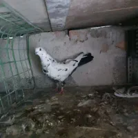 کفتر تهرانی پرشی