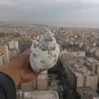 کبوتر پرشی غریبگیری