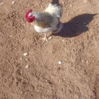 خروس محلی|حیوانات مزرعه|شیروان (خراسان), |دیوار