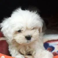 سگ شیتزو کراس