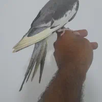فروش یا معاوضه