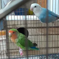 یک جفت طوطی برزیلی با قفس