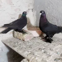 کبوتر قره آغ گوز آغ دمیدح