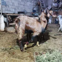 پازن هل عدانی .1ساله|حیوانات مزرعه|بندر گناوه, |دیوار