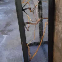قفس عروس هلندی از بوفه درست کردم