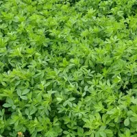 یونجه خالص ، 600 باغ ، روستای رند