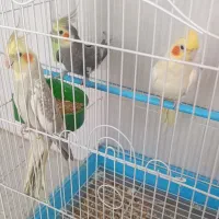 عروس هلندی