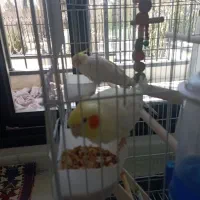 عروس هلندی یک ساله