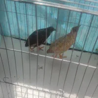 جفت بلدرچین مینیاتوری