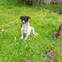 واگذاری توله سگ از  نژادشیانلو نیازمند صاحب دلسوز