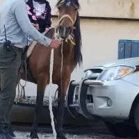اسب ترکمن
