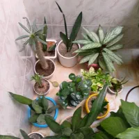 گل های زیبا|گل و گیاه طبیعی|کرمانشاه, |دیوار