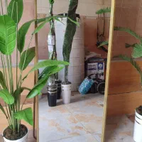 آینه درختچه دیجیتال