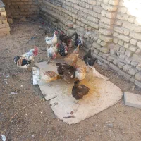 مرغ بومی تخم گذار|حیوانات مزرعه|شهرضا, |دیوار