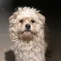 سگ پاکوتاه