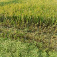 برنج فجر سوزنی