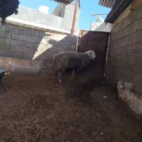 فروش قوچ داشتی درجه یک