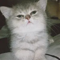 گربه بریتیش پرشین