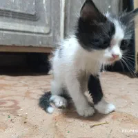 واگذاری گربه پرشین|گربه|بندر ماهشهر, |دیوار