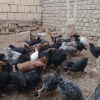 جوجه مرغ محلی بافق