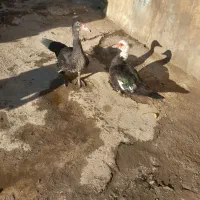 اروردک خارجی نروماده چاق|حیوانات مزرعه|رامیان, |دیوار