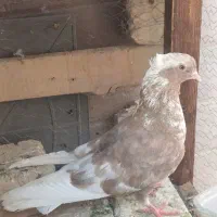 کبوتر،کفتر زرد دم سفید