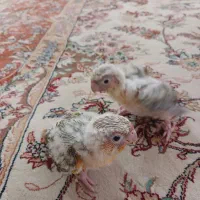 گرینچیک سرلاکی
