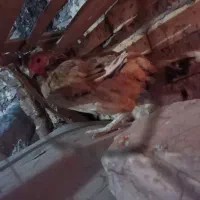 حراج خروس لاری و مرغ|حراج|زابل, |دیوار