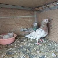 پرنده|پرنده|محمدیه-قزوین, |دیوار