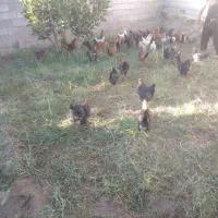 مرغ و خروس محلی|حیوانات مزرعه|شیراز, کفترک|دیوار