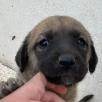 توله سگ ۱۰ روزه گمشده