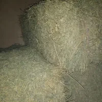 یونجه درجه یک