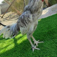 خروس میانوالی جوان سرحال زمانتی|حیوانات مزرعه|مهرستان, |دیوار