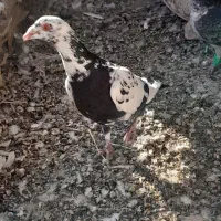 سینه مشهدی|پرنده|کاشمر, |دیوار