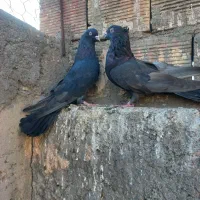 کبوتر