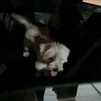 واگذاری شیتزو