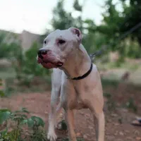 سگ داگو|سگ|ایلام, |دیوار