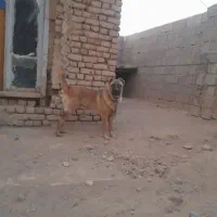 سگ محلی|خدمات آموزشی|رزن, |دیوار