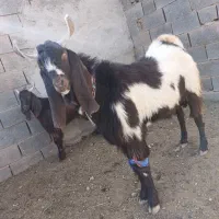 بزغاله پاکستانی