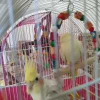 عروس هلندی نرو ماده بسیار زیبا
