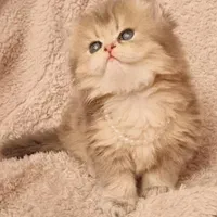 مجموعه گربههای اصیل (اسکاتیش/پرشین/بریتیش)|گربه|اصفهان, جلفا|دیوار