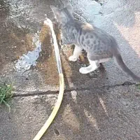 بچه گربه گم شده