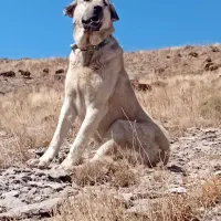 اصیل