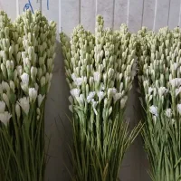اقا یا خانوم وارد به تمیز کاری گل طبیعی شاخه ای
