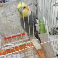 عروس هلندی و