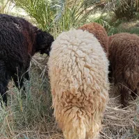 شادگان ..چند عدد بره برای فروش